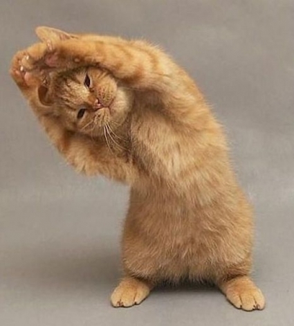 l-Kitty-yoga...-STRREEETTTCCCHHH
